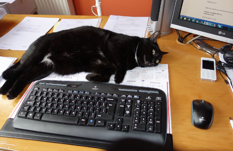 kot przy klawiaturze